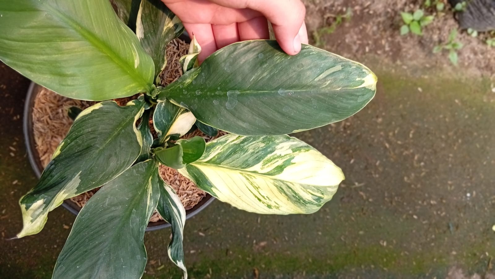 Real Picture Spathiphyllum Sensation White Variegated
