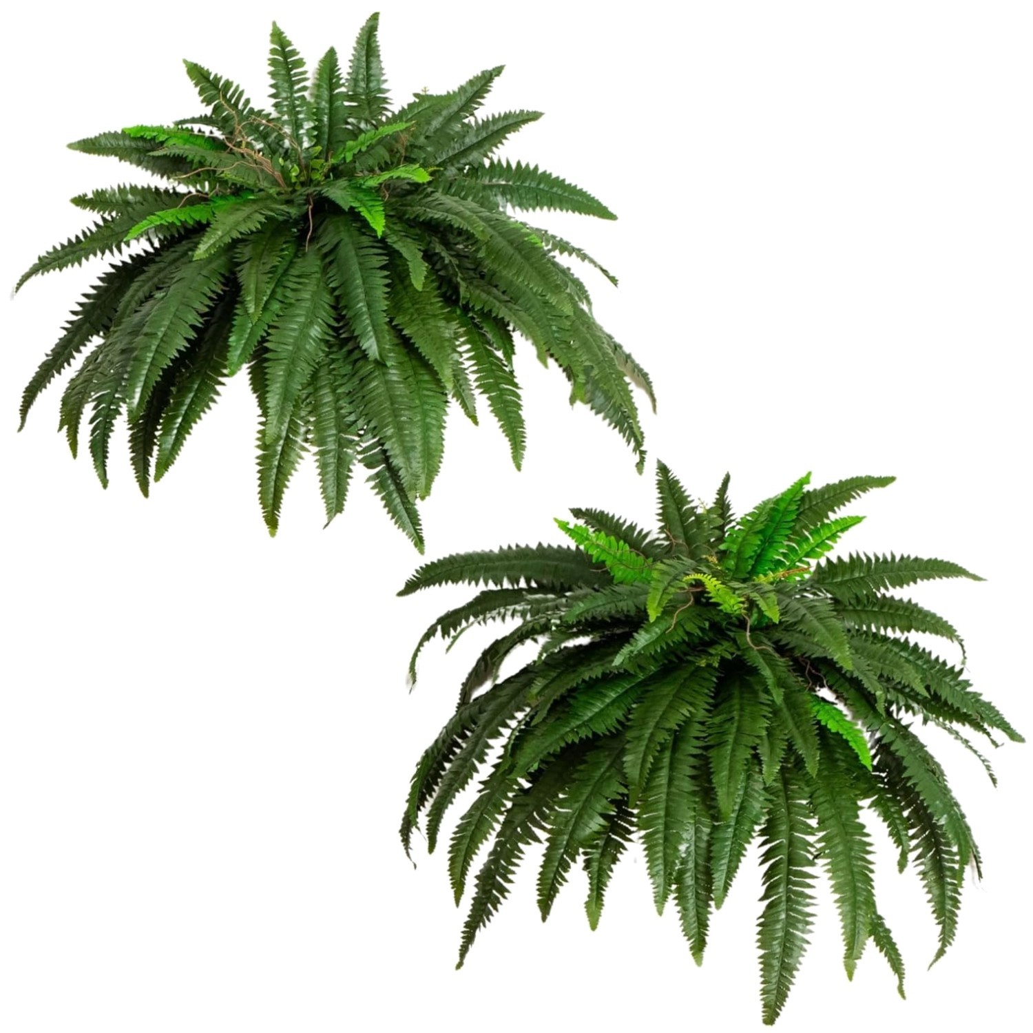 Maintenance-Free Greenery for Office Decor
