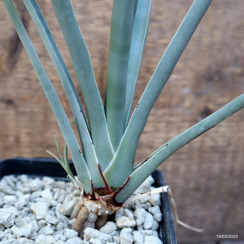 D2259 DRACAENA SERRULATA pot10-H36-W17 cm MaMa Cactus