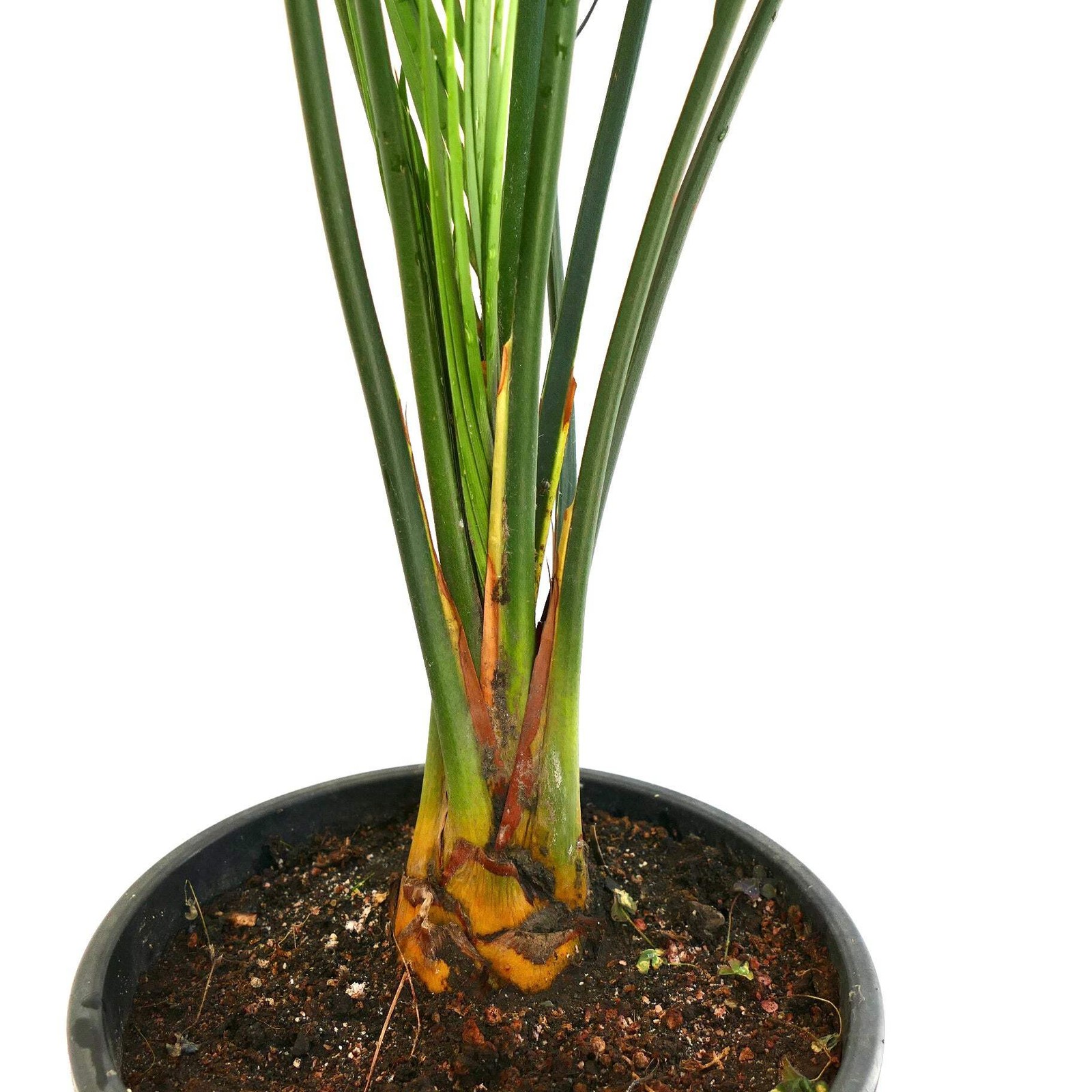 Macrozamia mountperriensis (Mount Perry, Quuensland, AUSTRALIA) – Mount Perry cy