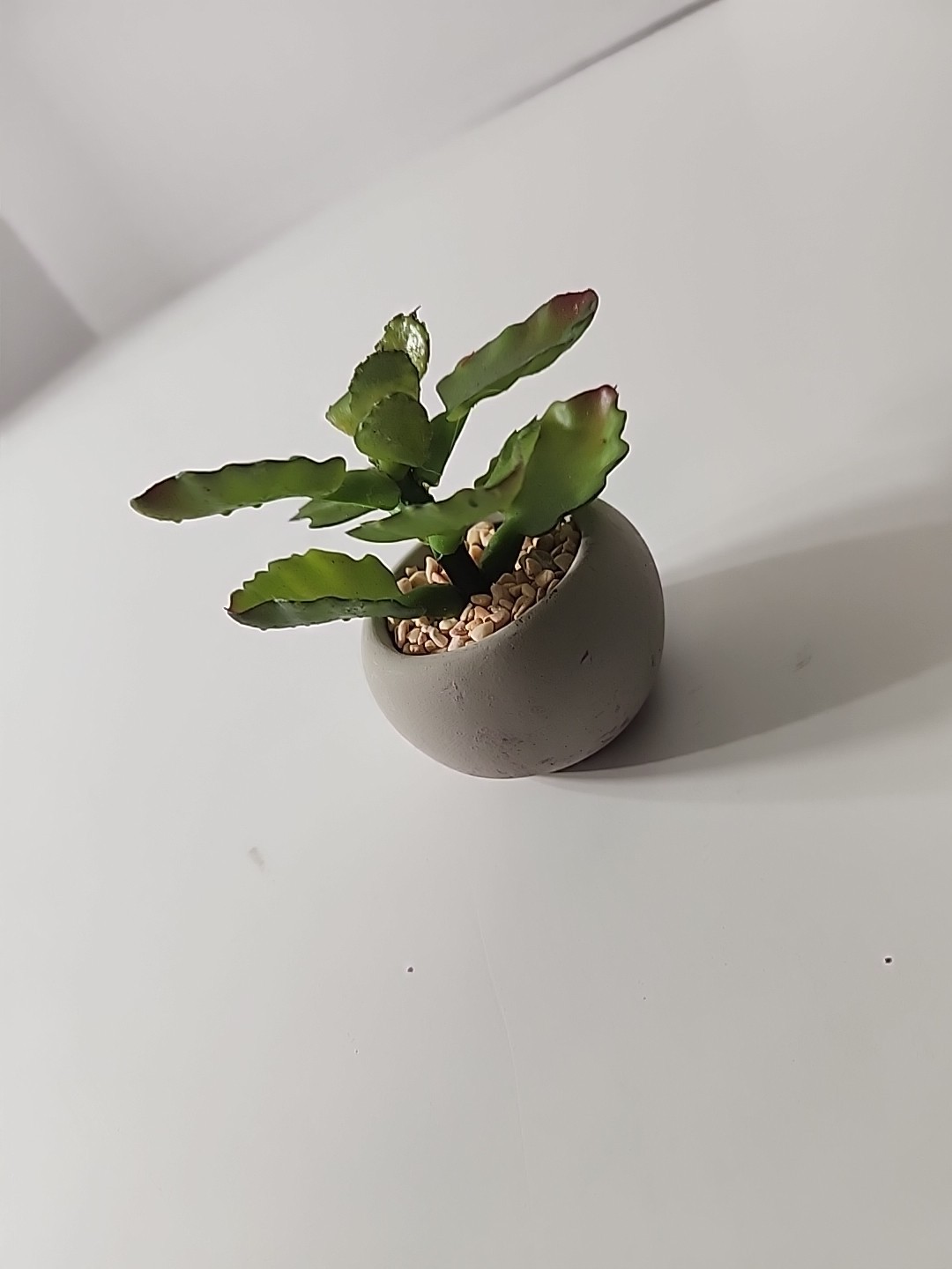 Tiny Articifial House Plant. 4 Inches Tall. Concrete Style Pot.