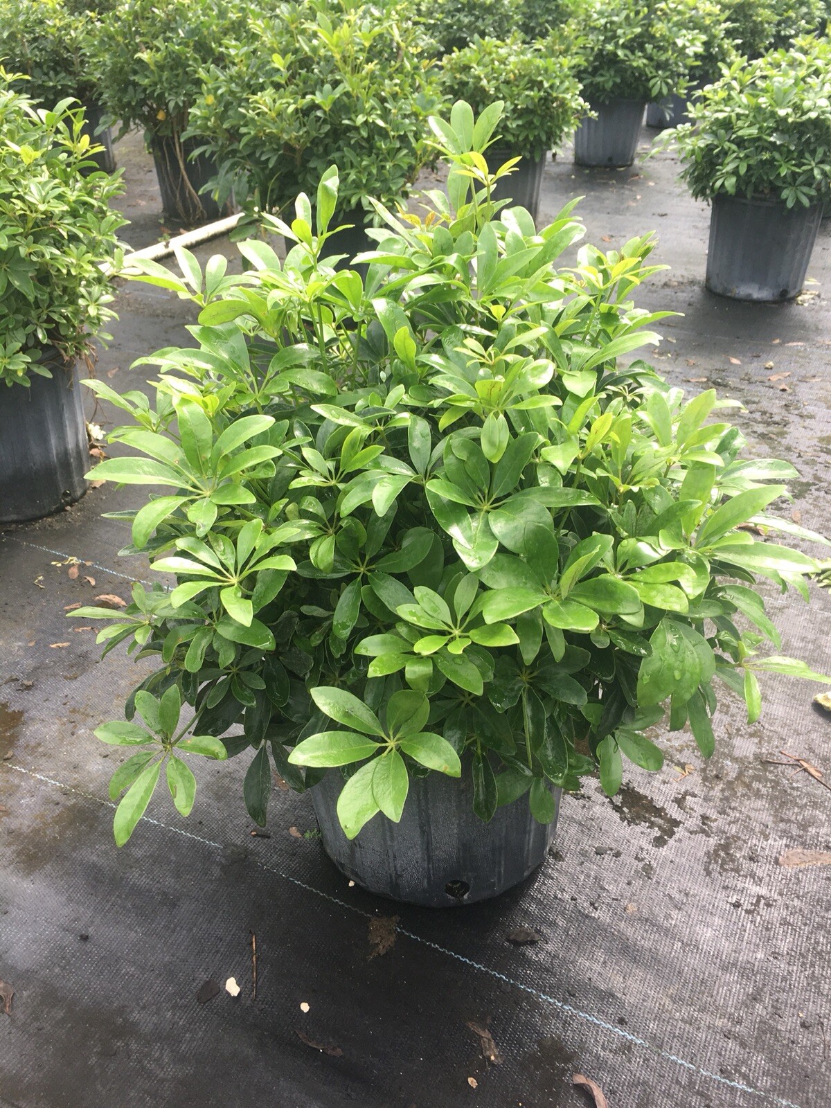 Live Hawaiian 10″Schefflera/Arboricola Bush In An 10” Growers Pot @ 28/30” Tall.