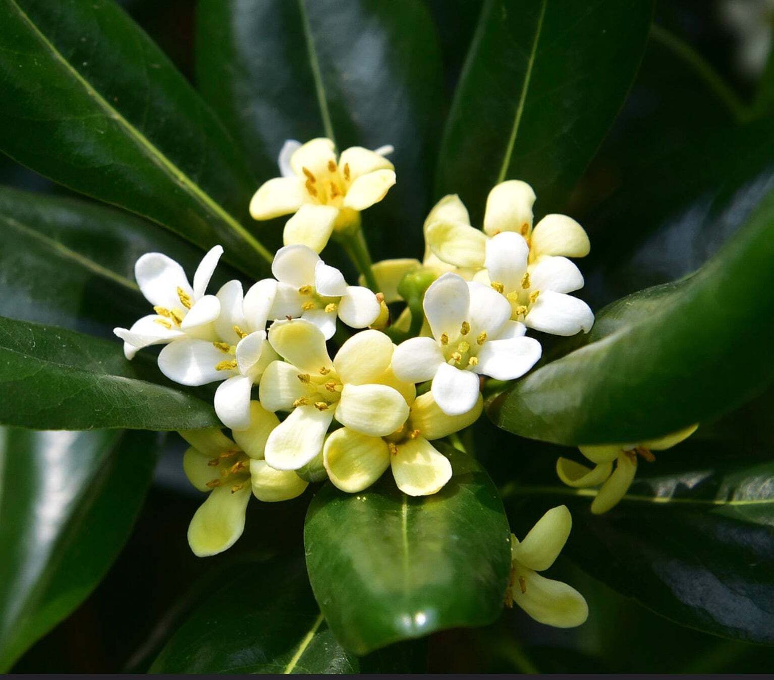 Pittosporum tobira 30-70cm –