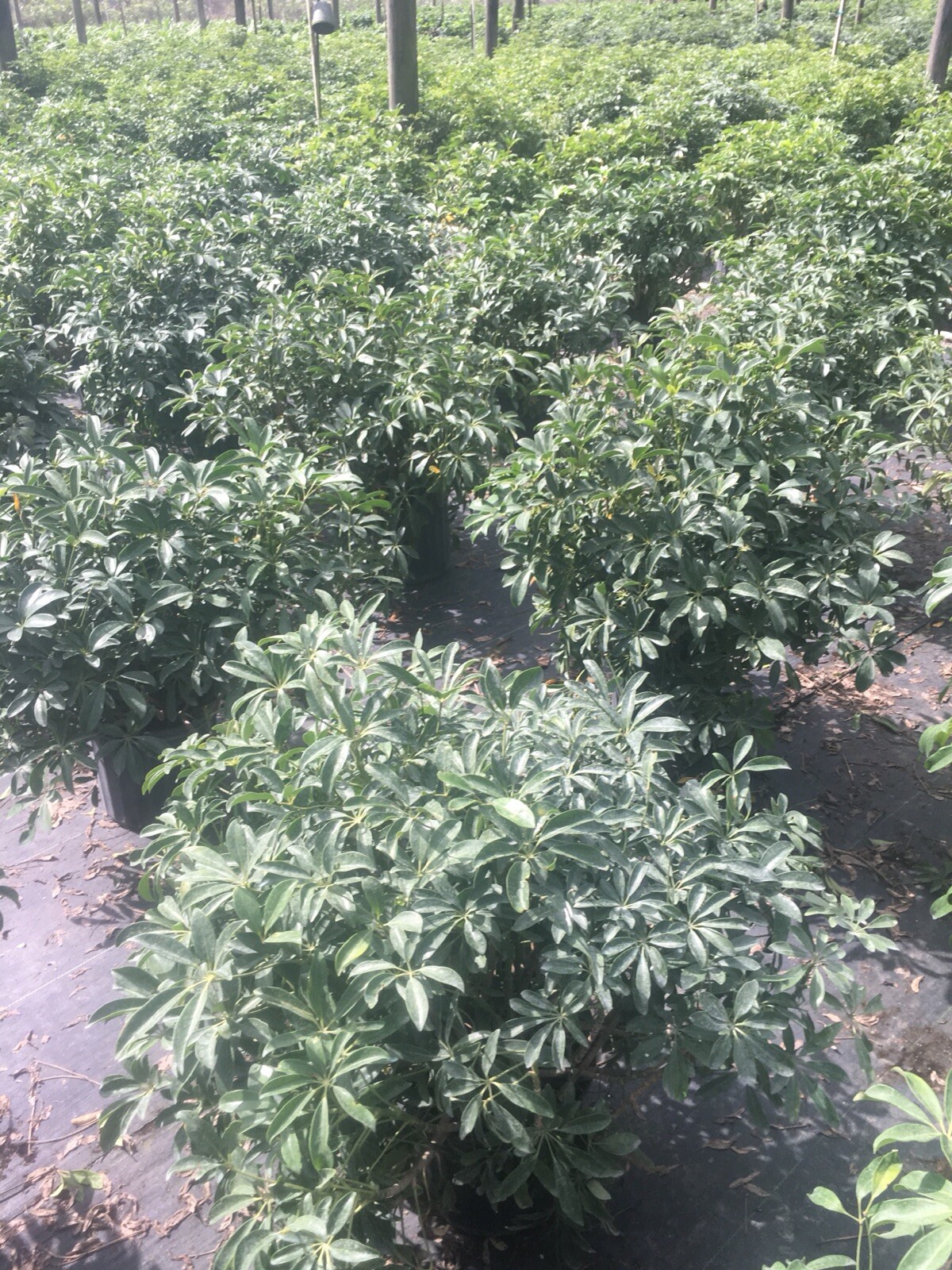 Live Hawaiian 10″Schefflera/Arboricola Bush In An 10” Growers Pot @ 28/30” Tall.