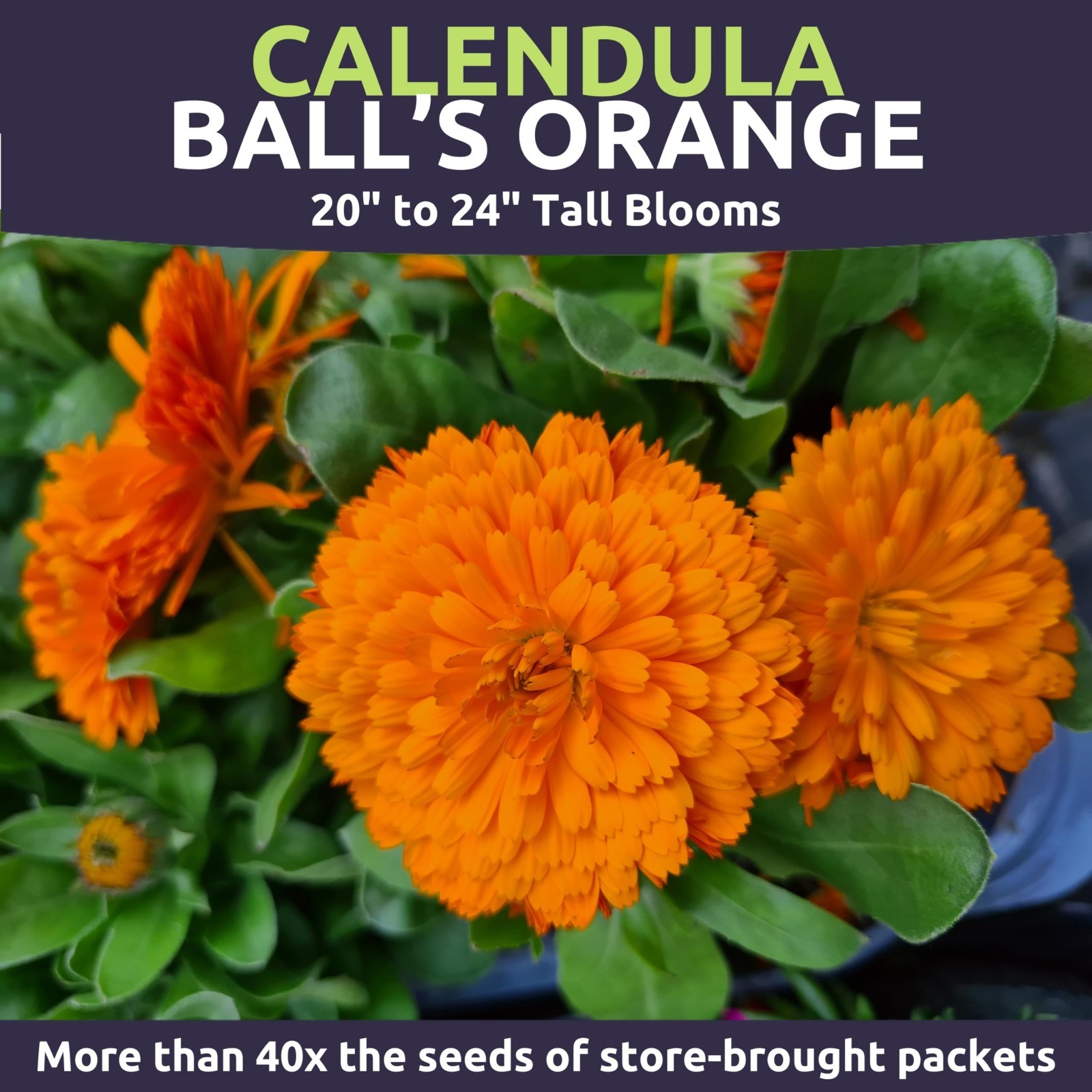 Organic Calendula Balls – Natural Skin Care, Healing, Herbal Remedy, 100% Pure