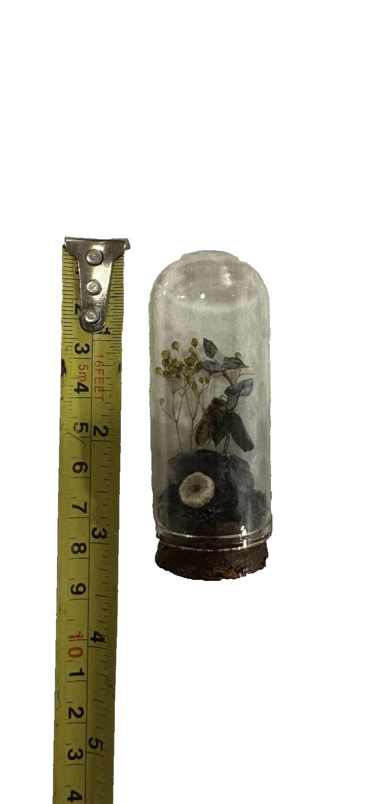 Taxidermy Bee and Flowers In Glass Dome with Cork Base Home Decor