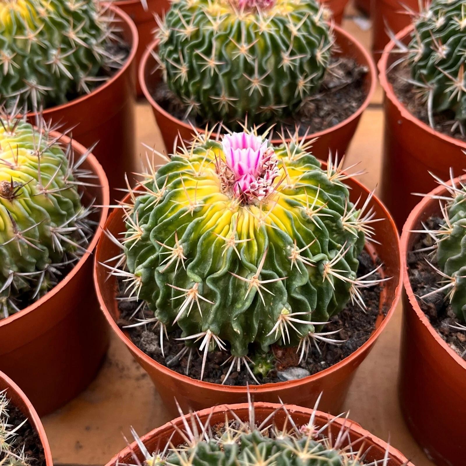 Stenocactus Multicostatus Brain Cactus Live Plant With Flower Pot
