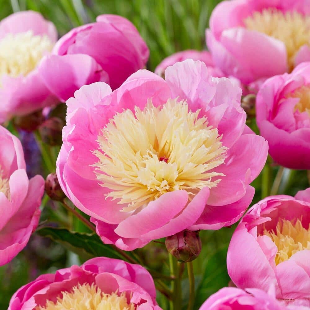 3-Pack Bowl of Beauty Peony Bare Root Bulbs, 2/3 Eyes, Live Plants NEW