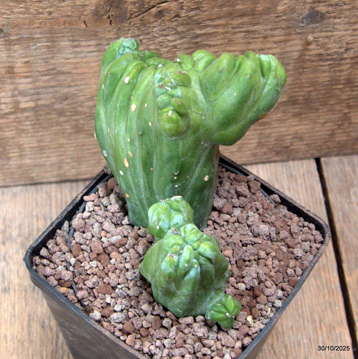 D7228 MYRTILLOCACTUS GEOMETRIZANS CRESTED pot10-H12-W15 cm MaMa Cactus