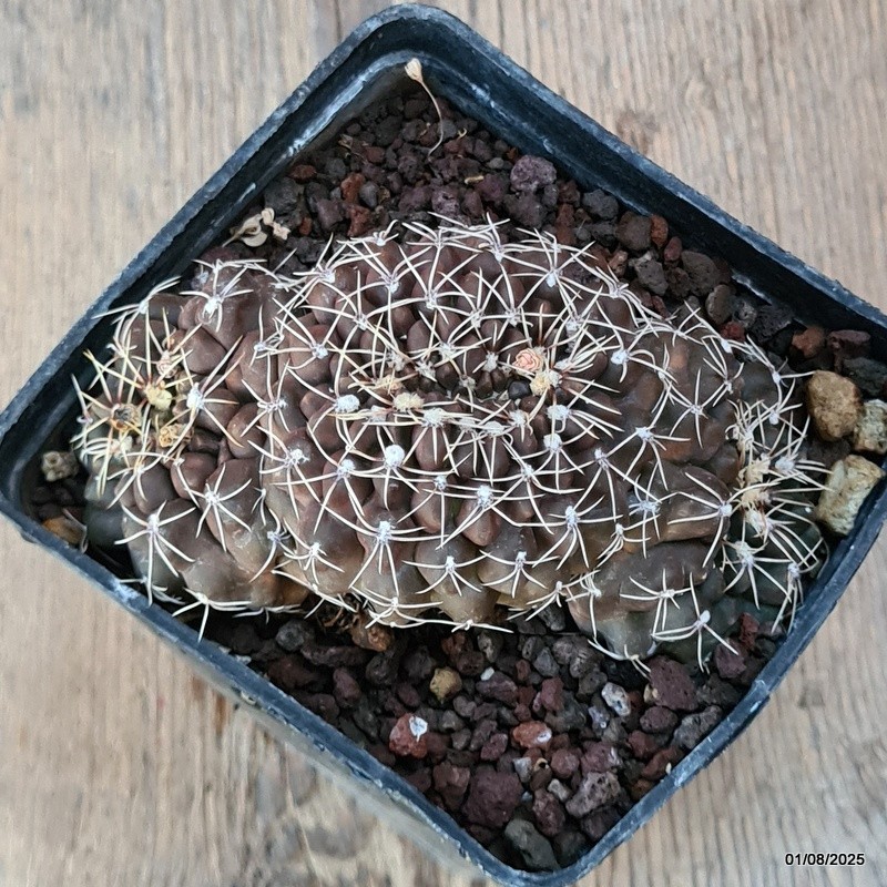D5680 GYMNOCALYCIUM BALDIANUM CRESTED pot10-H5-W11 cm MaMa Cactus