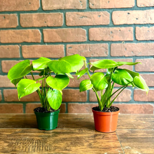 Monstera Deliciosa Tropical Split Leaf Plant in 4″ inch Pot | Indoor and Outdoor