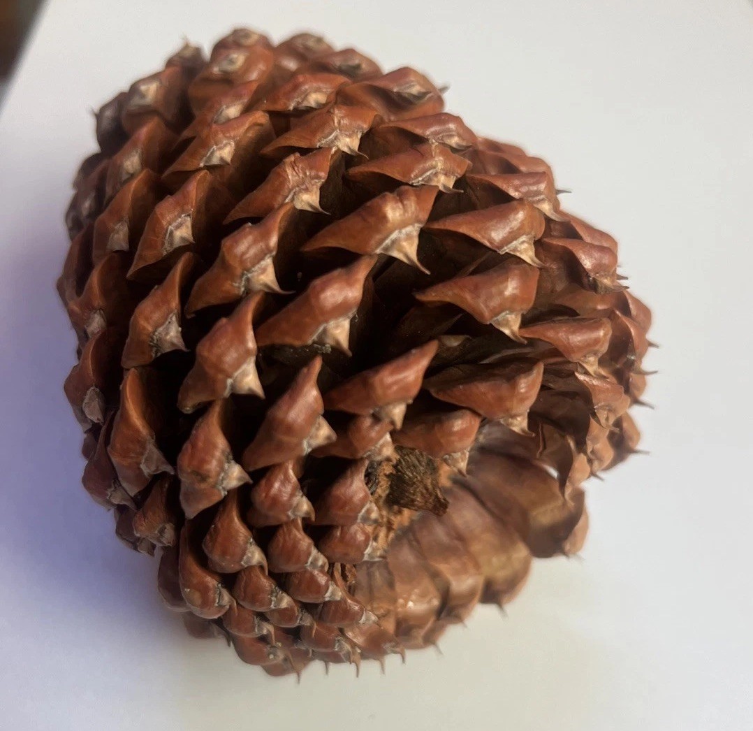 Reddish Brown Pinecone 5.5” x 3.5” Likely Jeffrey Pine Cone Forest Rustic Decor