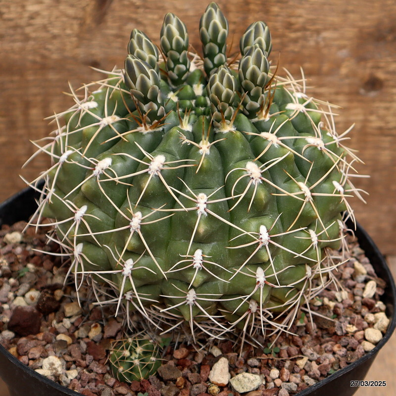A9985 GYMNOCALYCIUM QUELIANUM pot18-H13-W14 cm MaMa Cactus