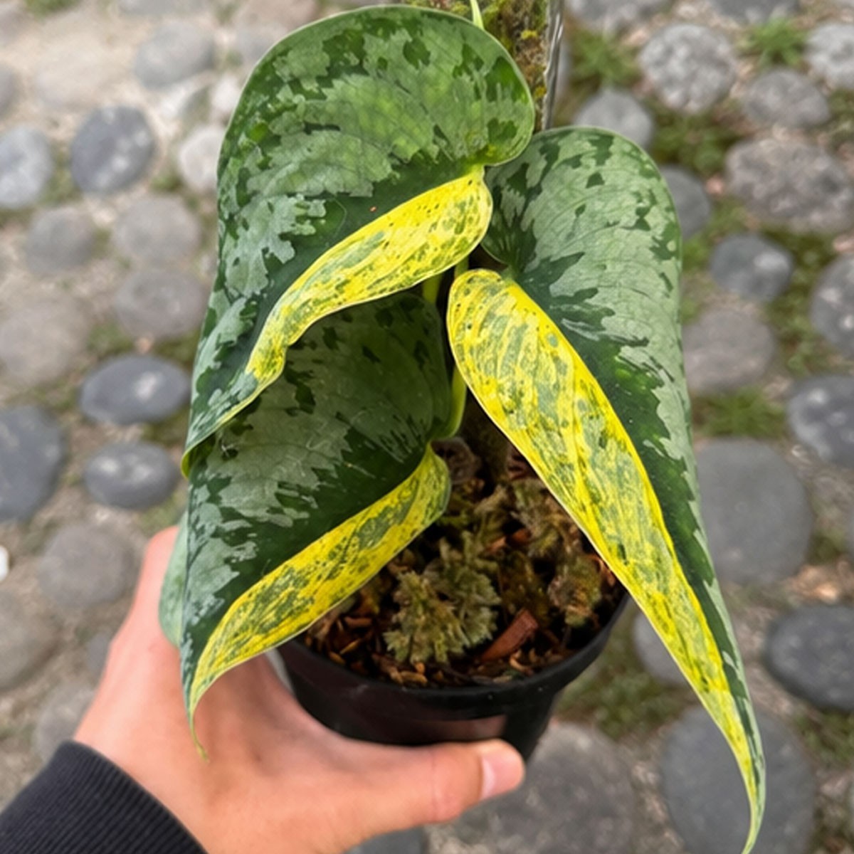 Scindapsus Supermoon Tilung Rare Variegated Plant | Exotic Scindapsus Aroid
