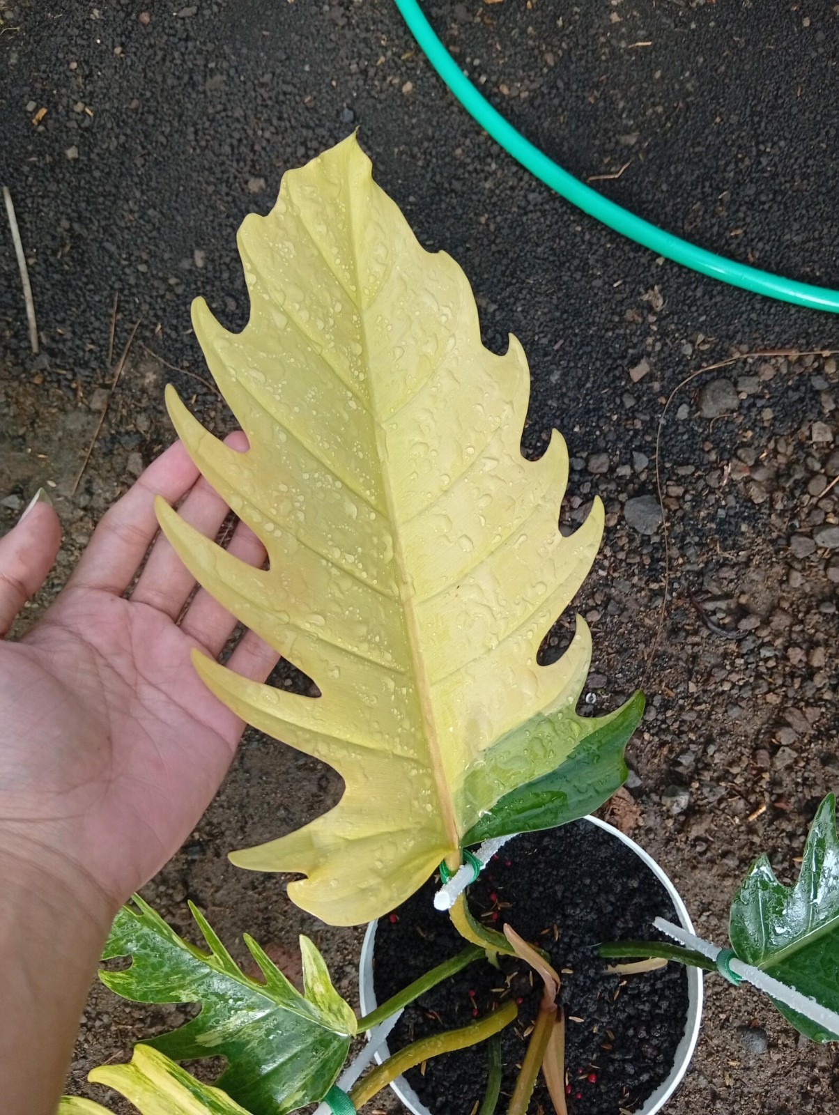 Real Picture Philodendron Caramel Marble Variegated Large Size Rare Plant