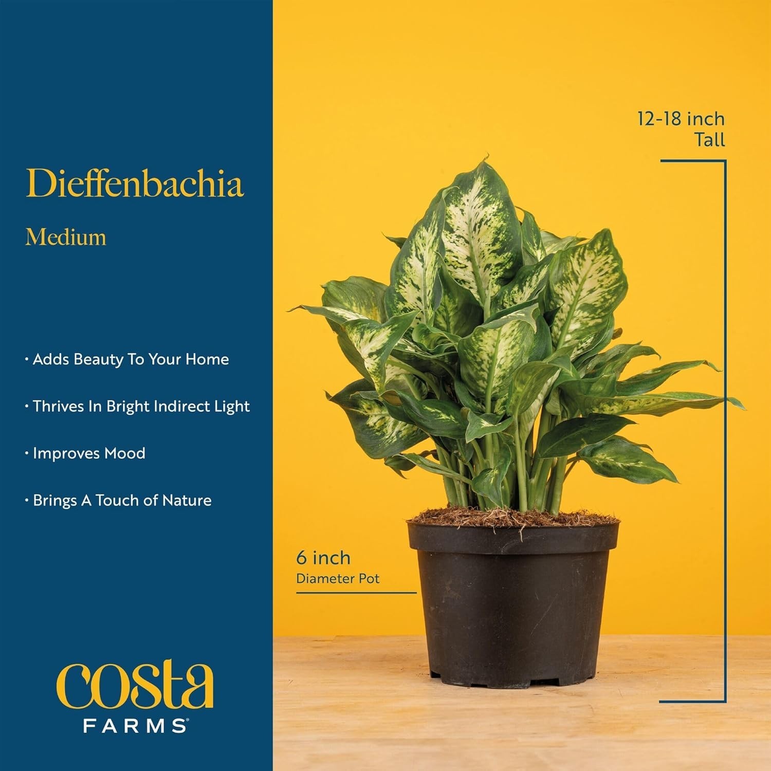 Dumb Cane Live Plant in 1 Foot Tall Indoor Garden Plant Pot Dieffenbachia