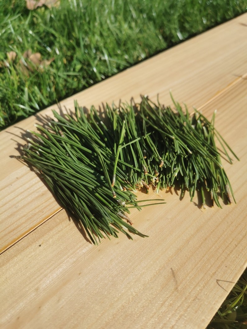 Pine needles, Fresh Organic, Eco Friendly, Nordic