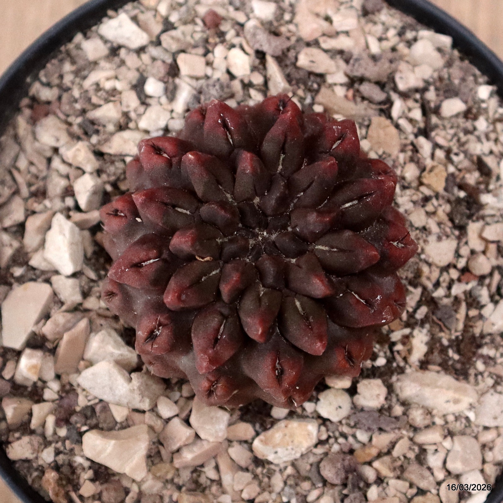 D8079 NEOPORTERIA OCCULTA pot10-H4-W5 cm MaMa Cactus