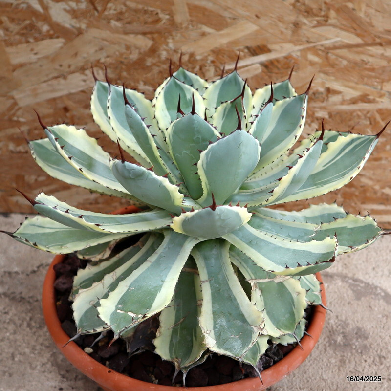 D1844 AGAVE POTATORUM KICHIJOKAN VARIEGATED pot29-H29-W29 cm MaMa Cactus