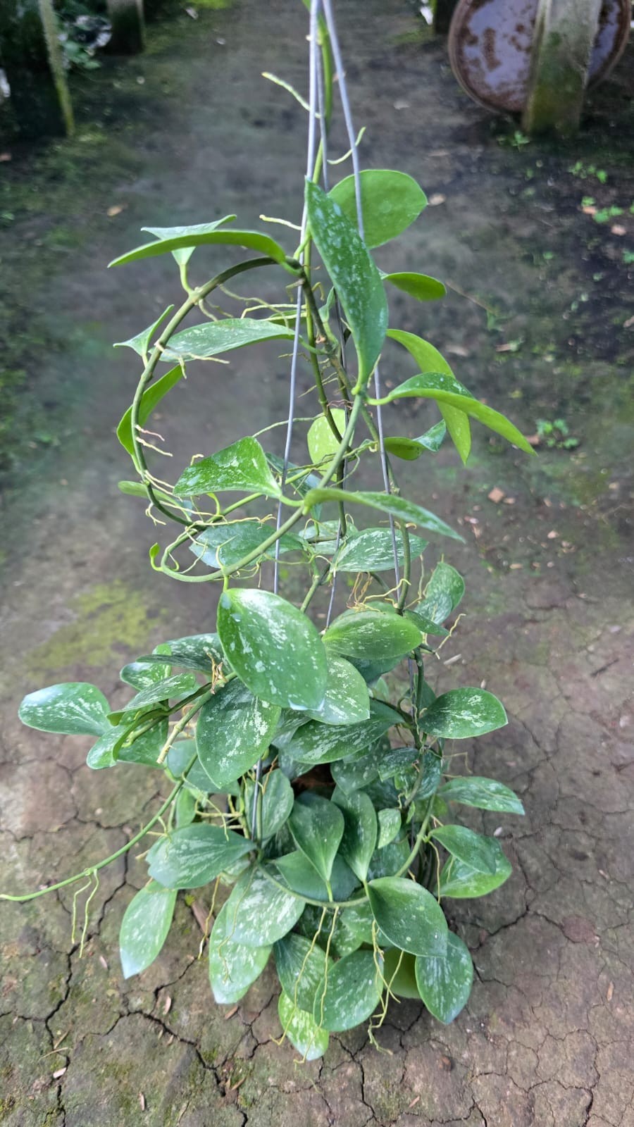 Real Pict Hoya Collina Splash Sp Papua Lush Leaves Rare Tropical Wax Plant