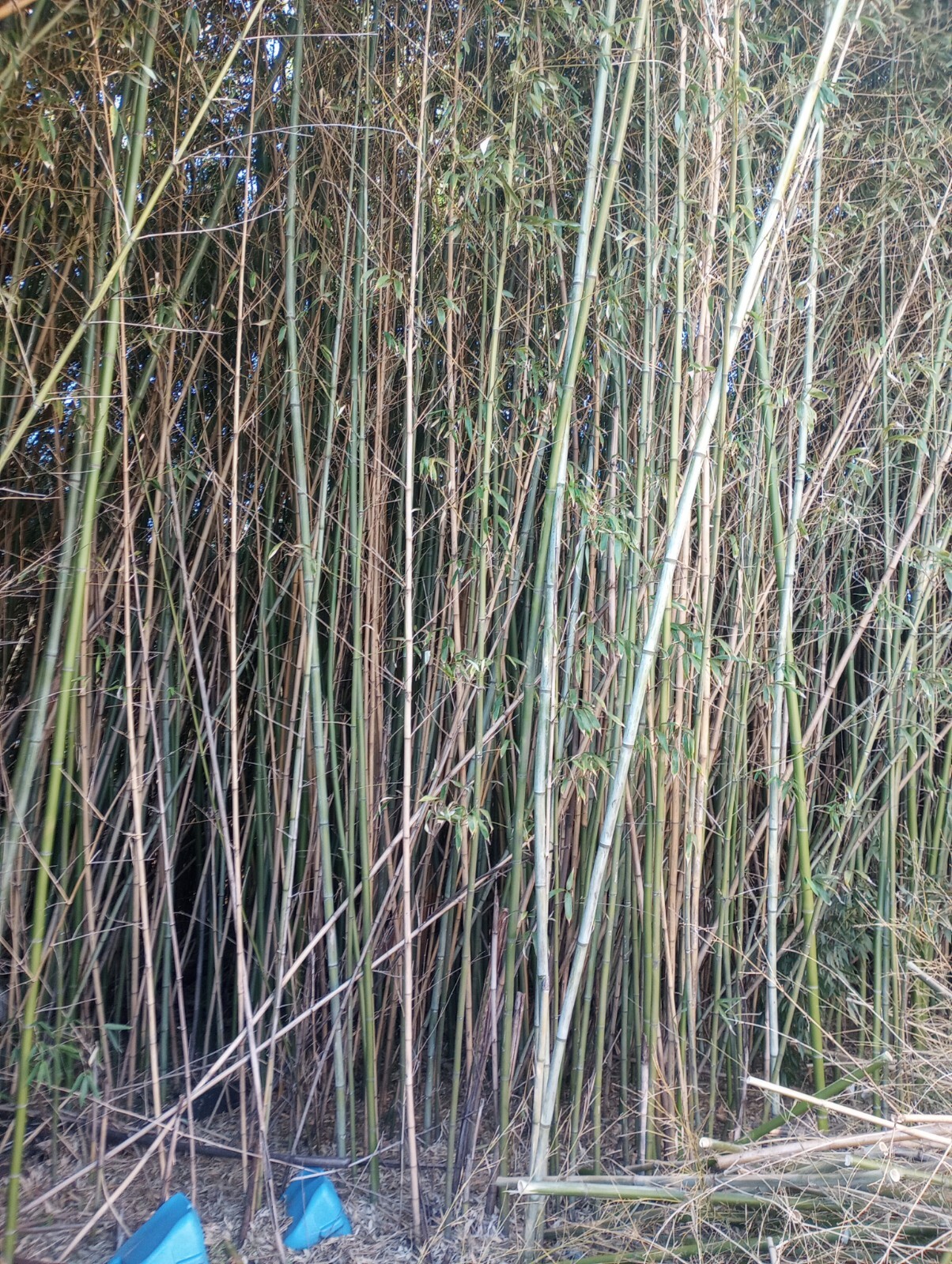 5 Bamboo Stick 1″ Diameter 12″ Long Pieces Pole craft Lot 1′ Long Decor Yard Art