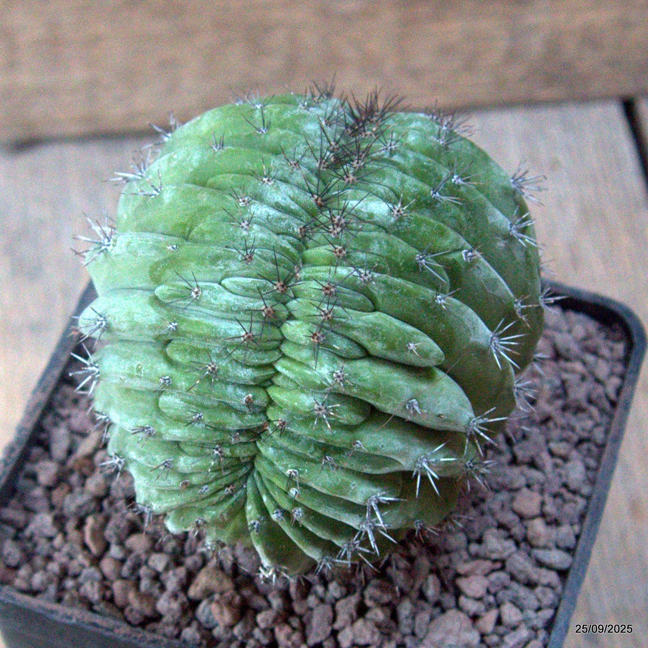 D6654 POLASKIA CHICHIPE CRESTED pot10-H10-W9 cm MaMa Cactus
