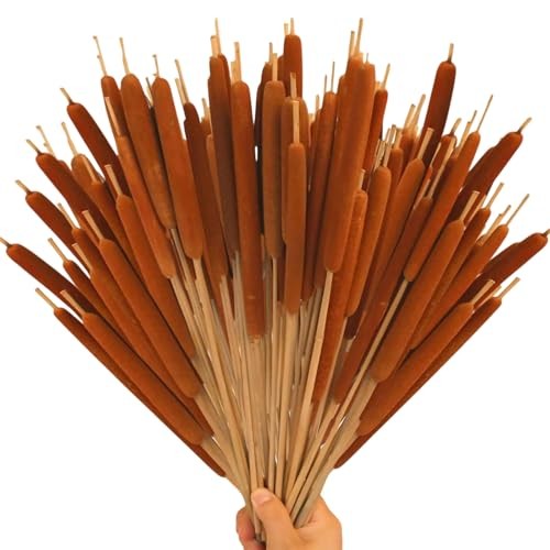 Pcs Large Natural Brown Cattails Flowers 17 Inch Real Dried Cattails Stems 40