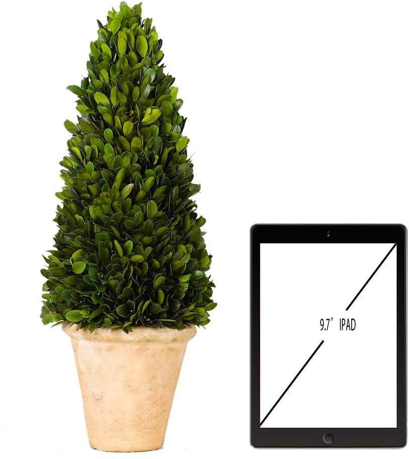 Real Preserved Boxwood Evergreen Potted Tree Globe Tree Topiary in Terracotta Pl