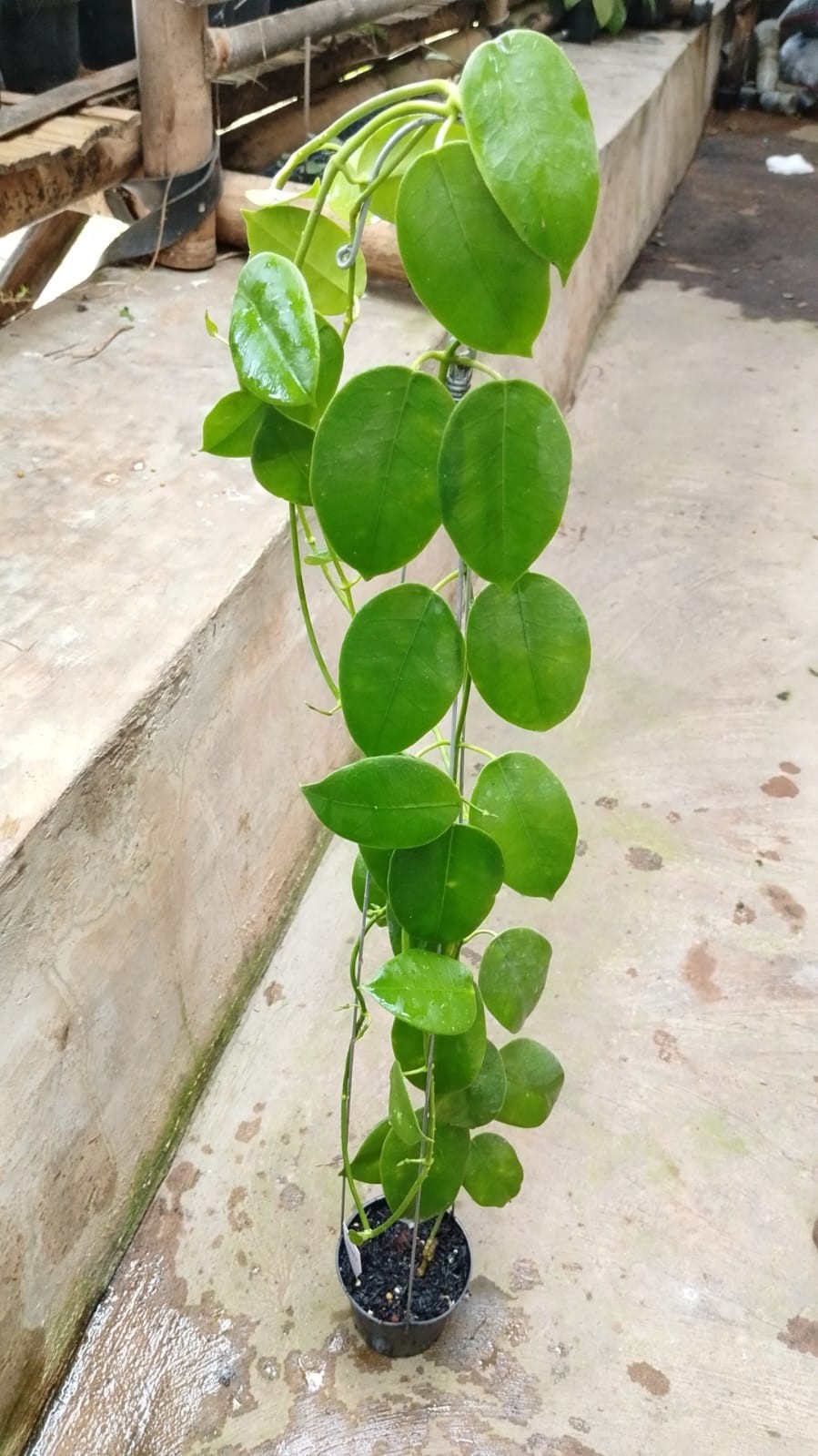 Hoya Lauterbachii Sp Papua Lush Leaves Rare Tropical Wax Plant