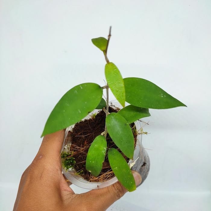 Real Pict Hoya Padangensis Rare Plant