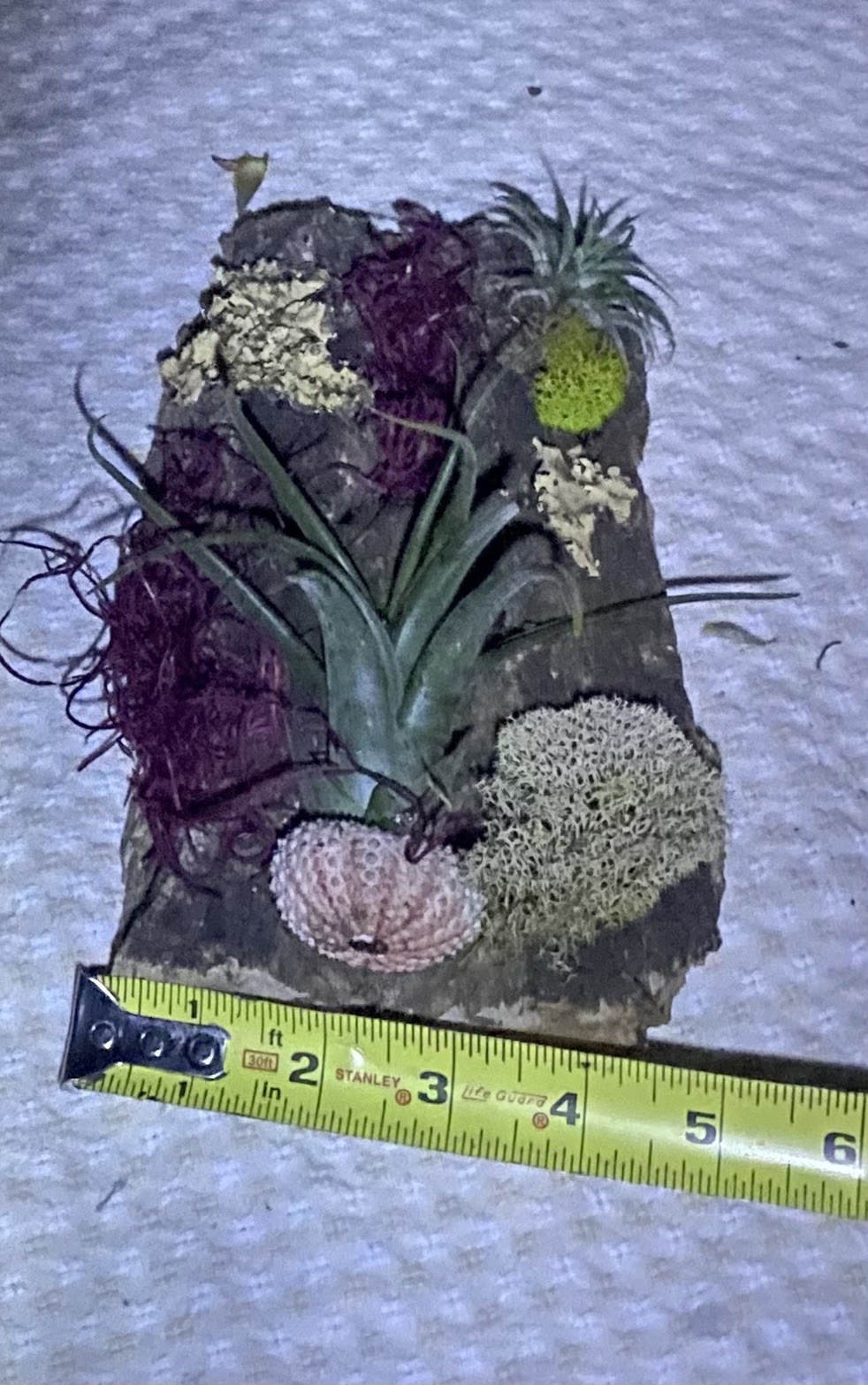 Air Plant, Preserved Moss Wall Art, Live Plants On Cork Board, Shell & Moss