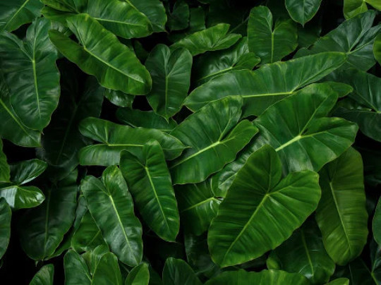 Burle Marx Philodendron Cutting | Air Roots w/ Multiple Nodes | Indoor & Outdoor
