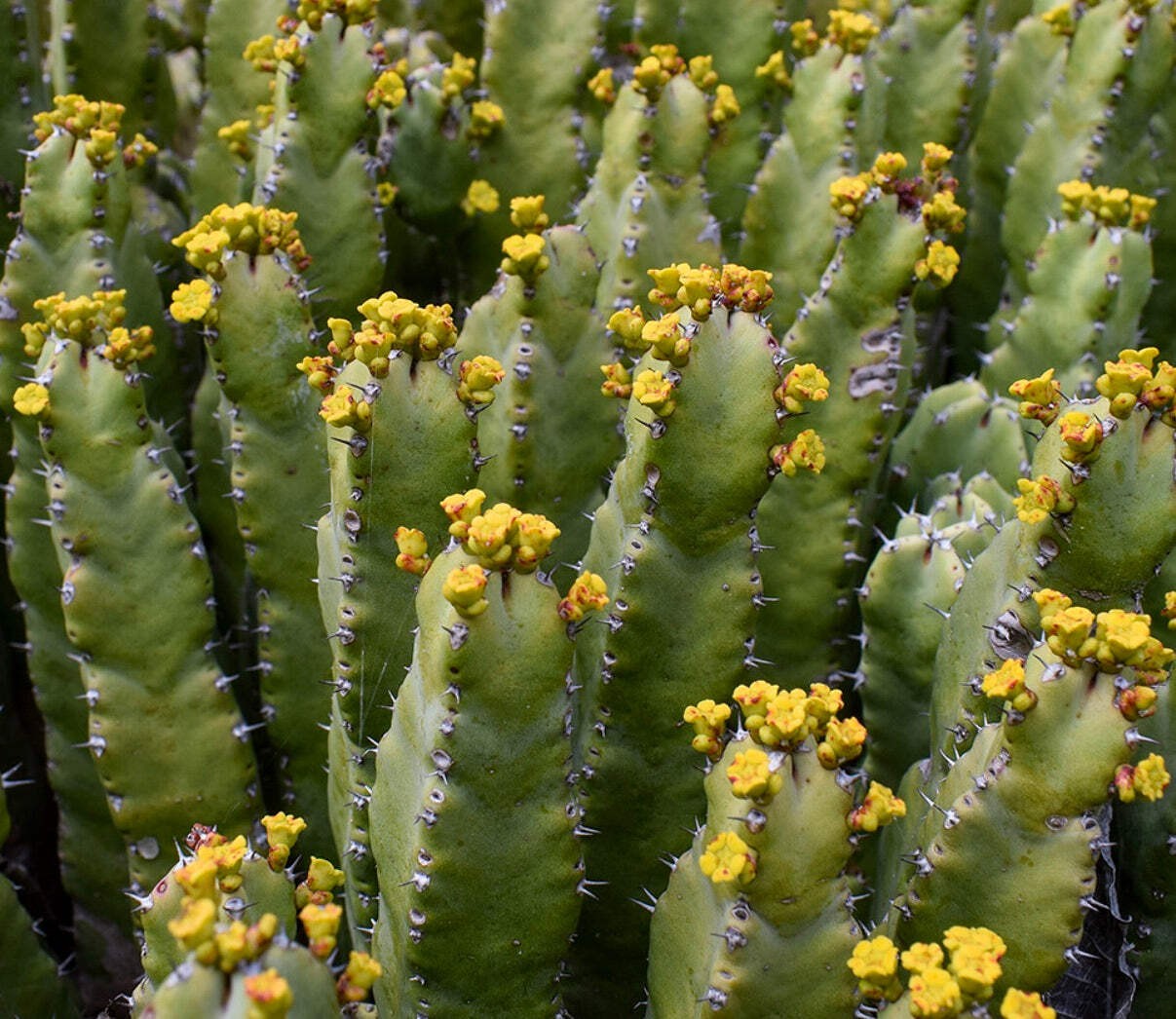 Euphorbia resinifera – Resin spurge | Euphorbia cactus