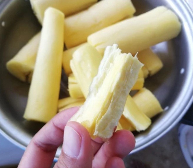 5 Pcs Yellow CASSAVA Manihot esculenta Fresh Cutting
