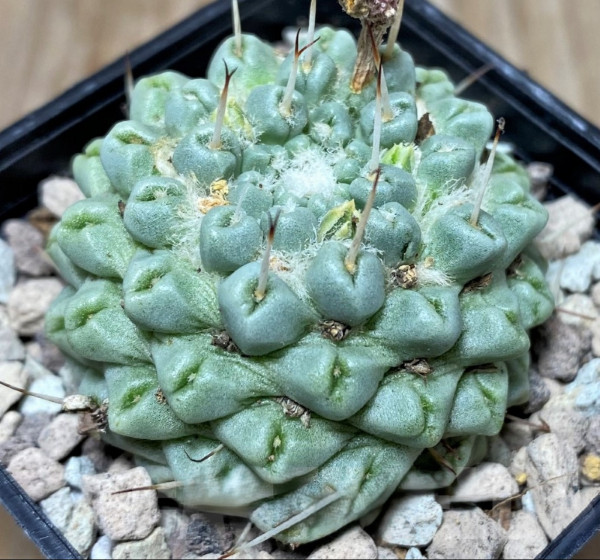Mammillaria schumannii f. monstrosa 20seeds harvest 2025