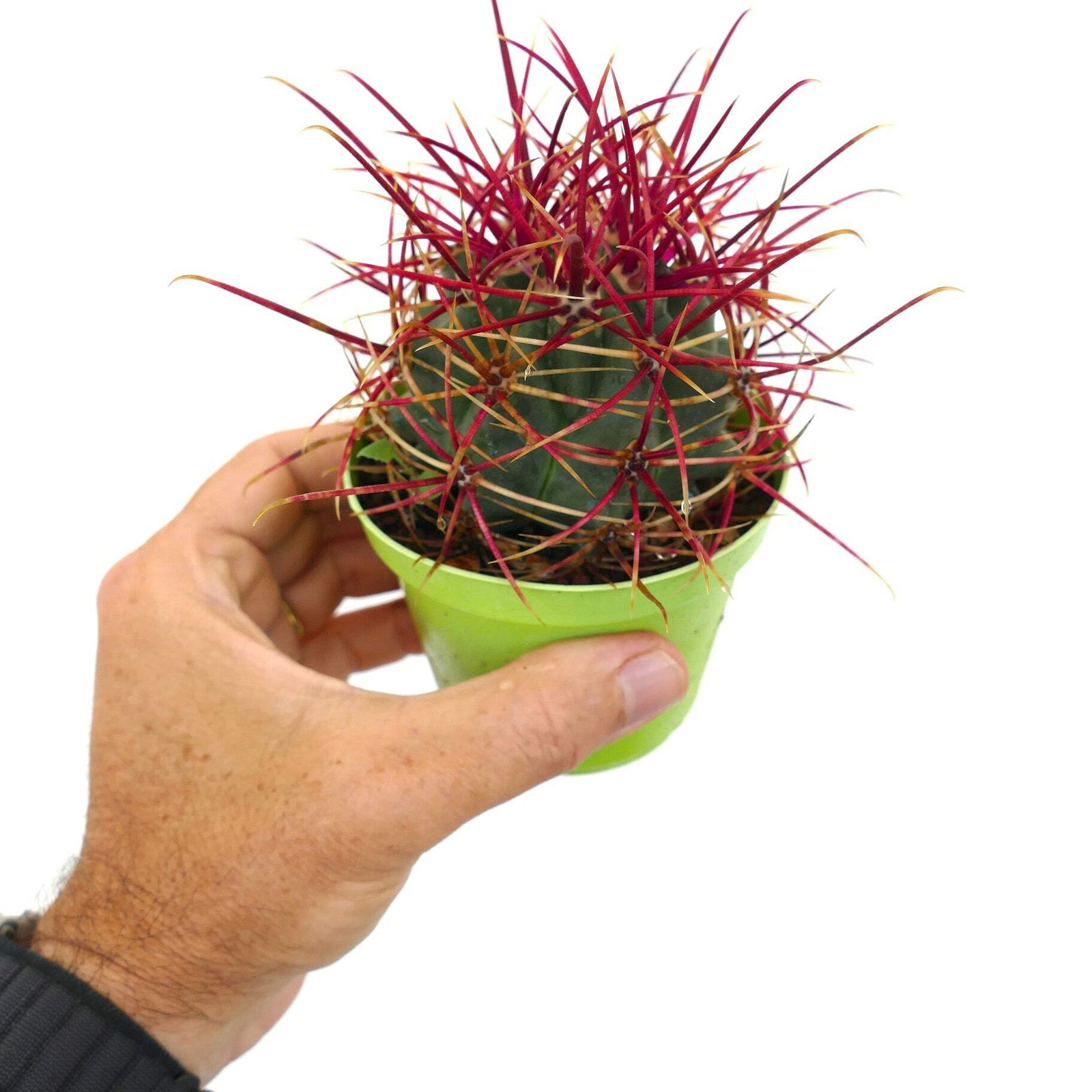 Ferocactus cylindraceus var. lecontei SELECTED – California barrel cactus | Leco