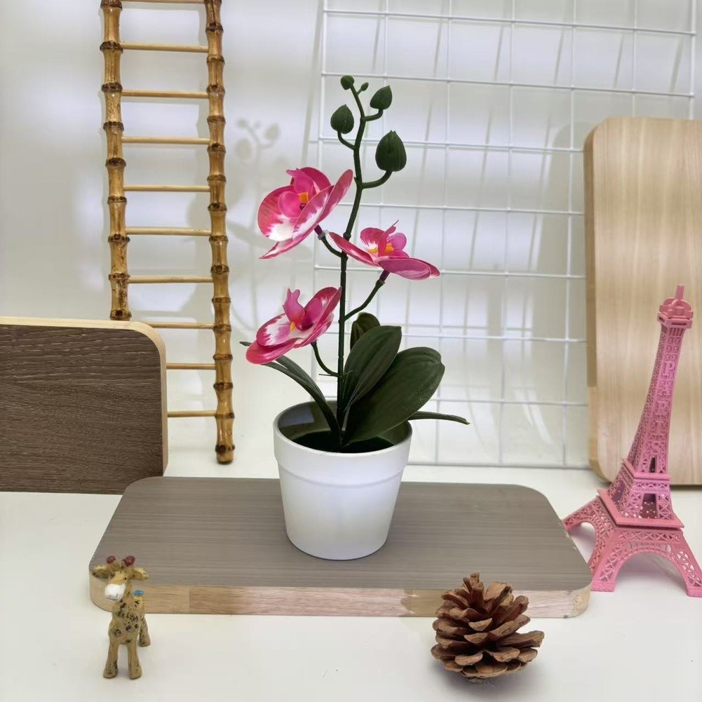 Modern Minimalist Phalaenopsis Orchid Bonsai Potted Plant for Tabletop Use