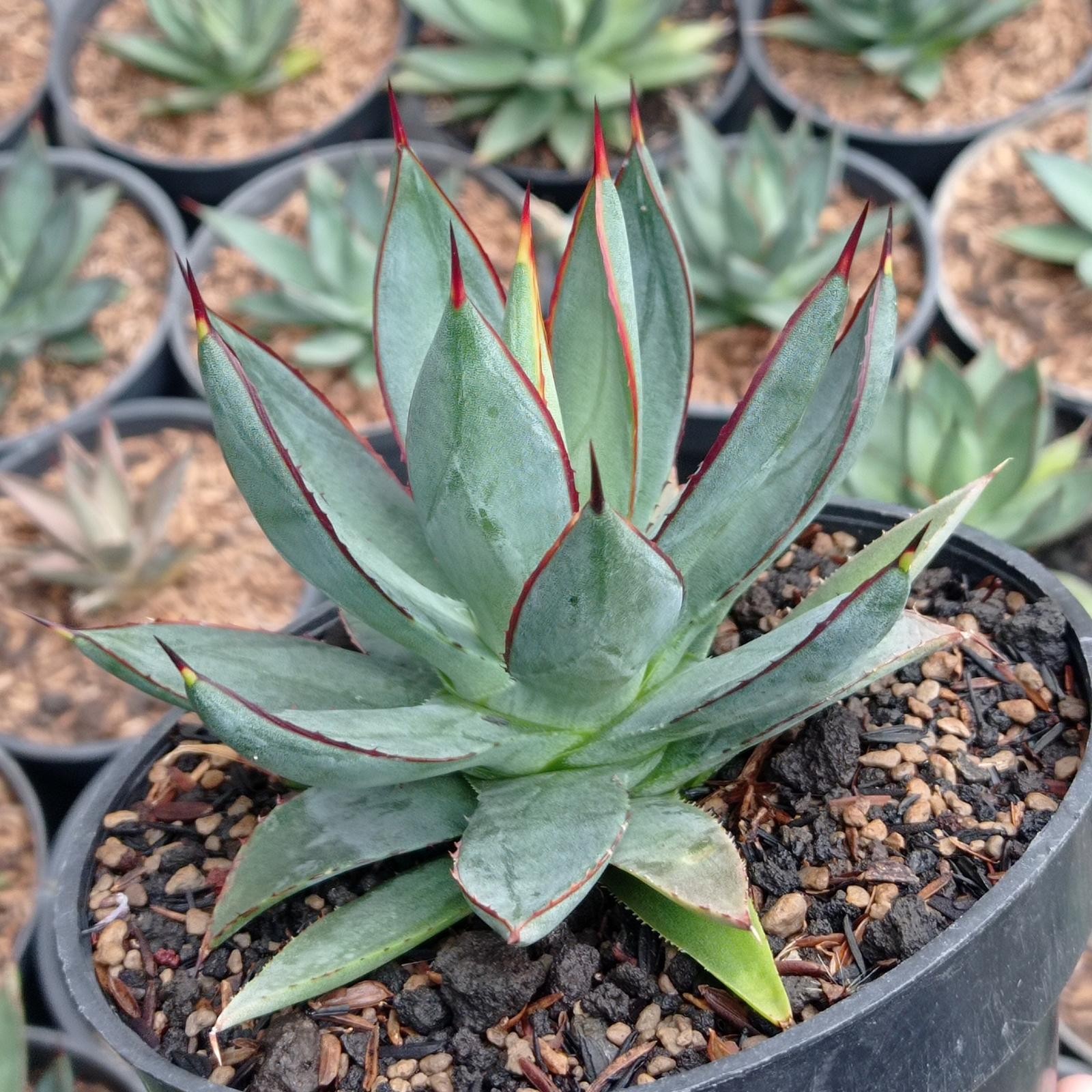 Agave Burgundy Rare Tropical Plant