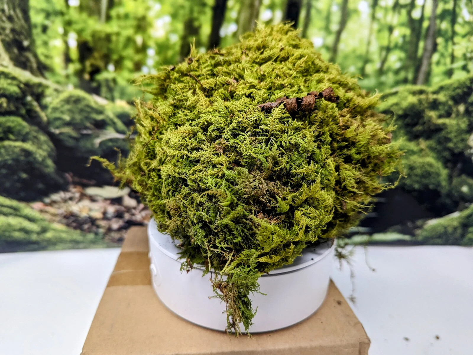 Live Sheet Moss 1 Quart – EZ Botanicals