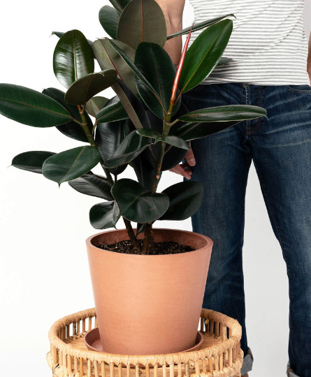 Rubber Plant Ficus elastica 4″ Pot | Burgundy Tree | Tropical Live House Plant