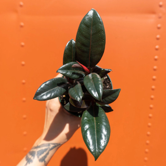Rubber Plant Ficus elastica 4″ Pot | Burgundy Tree | Tropical Live House Plant