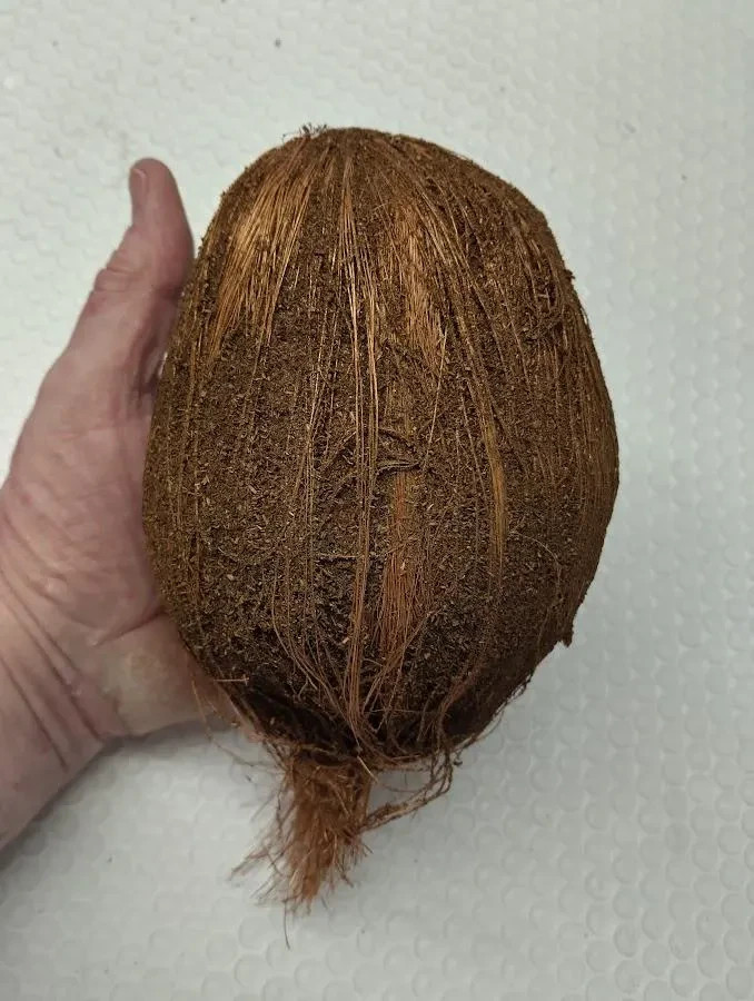 7″ weighted artificial coconut