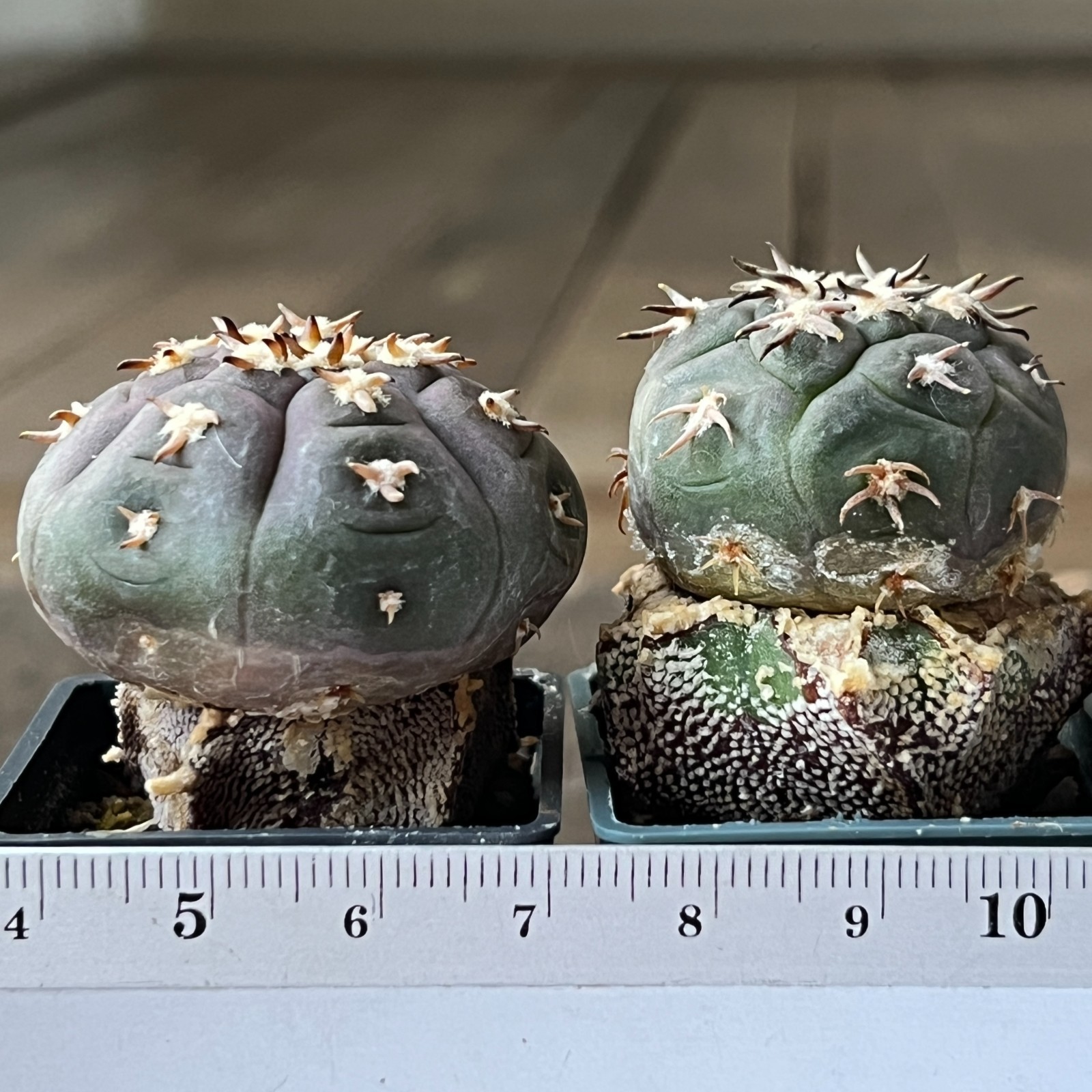 A50-1152 Gymnocalycium unguispinum SL-044 b, South of Puerta Tastil, grafted, 2