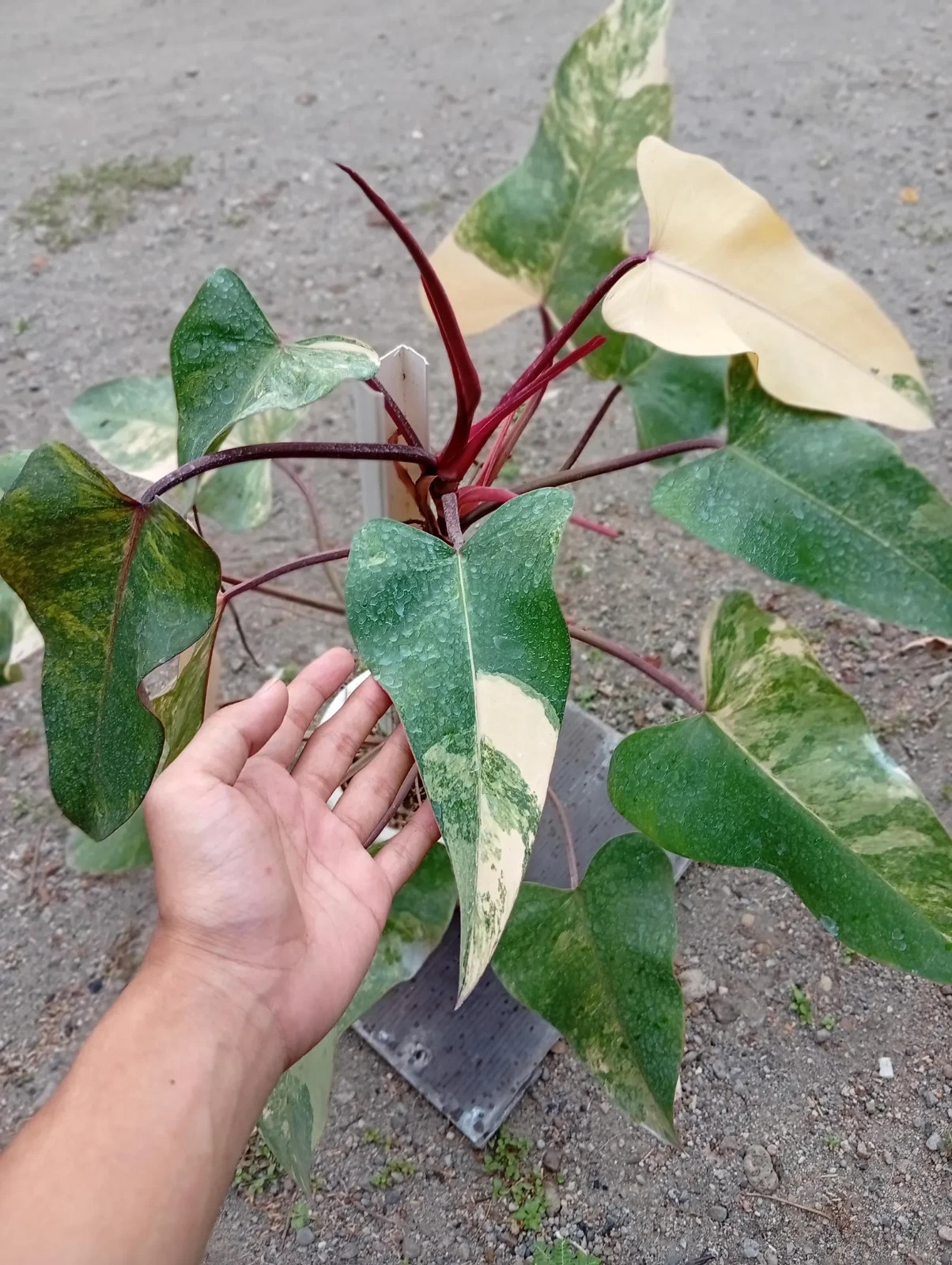 Real Picture Philodendron Strawberry Shake Variegated Large Size Rare Plant
