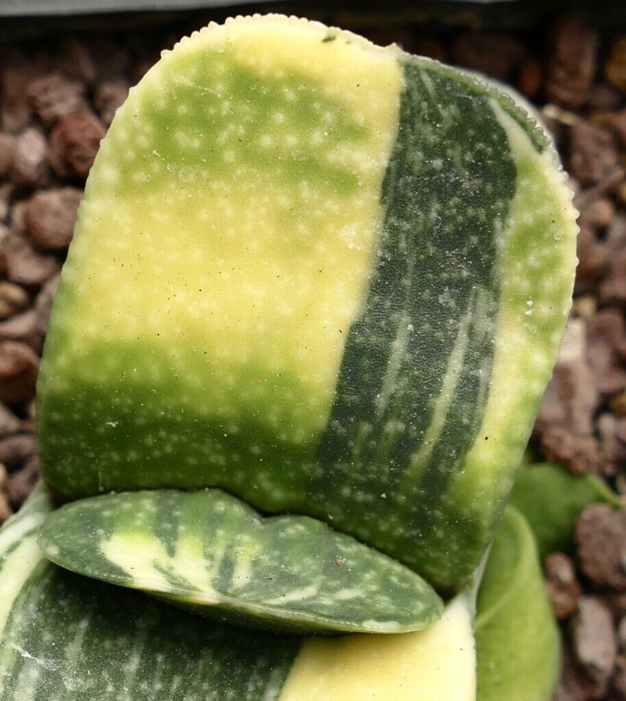 Gasteria armstrongii cv CLEOPATRA VARIEGATED A91 –