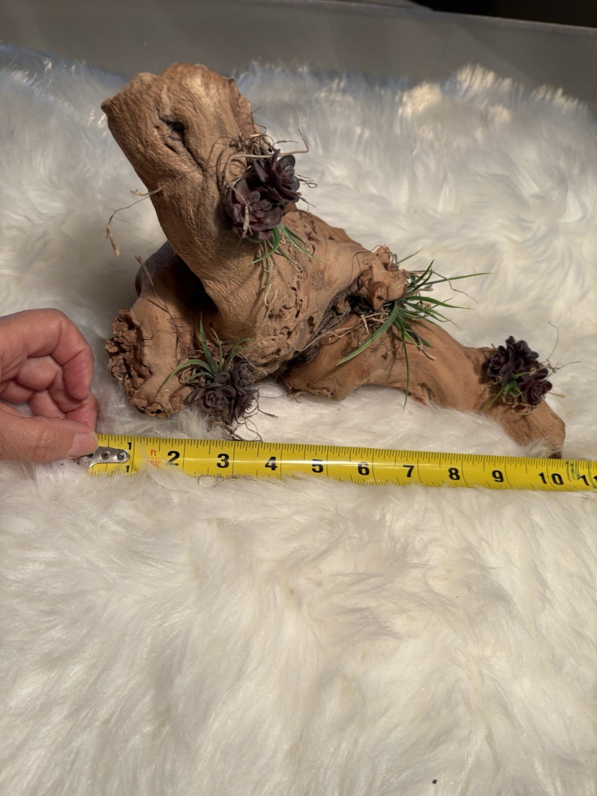 Grapewood Branch Natural Rare Piece Decorative With Colored Succulent Grass