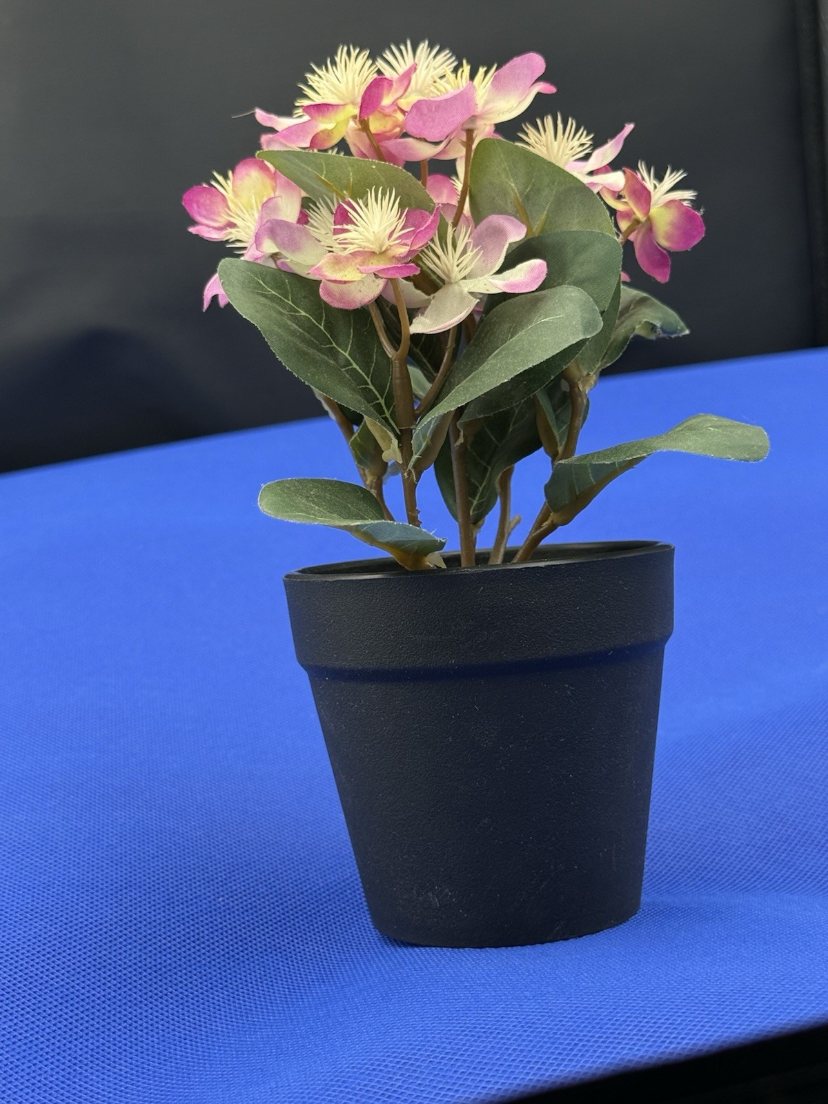 Potted Flower Lavendar preowned nice looking window table or bed flower.