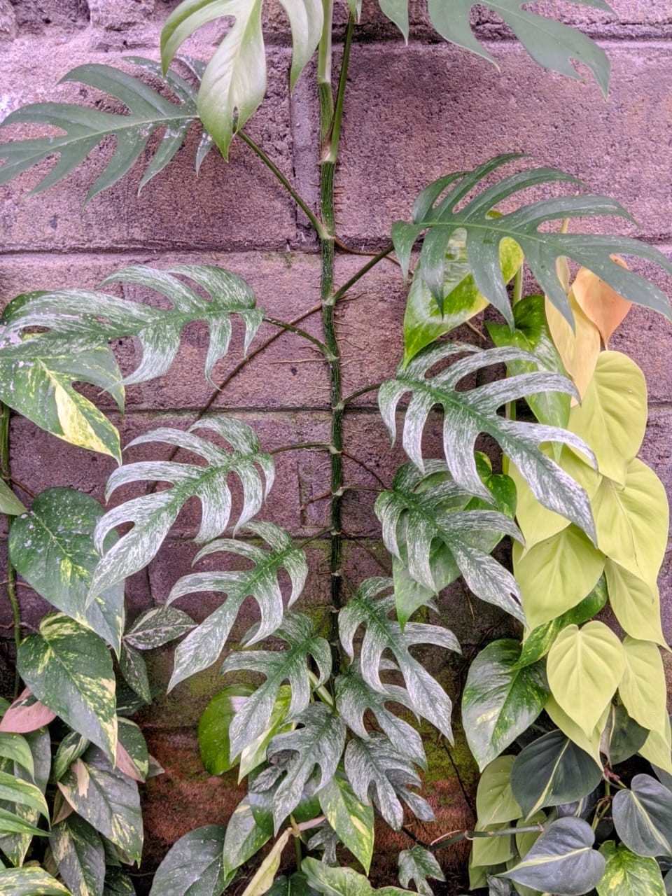 Epipremnum Devil Monster Variegated Big Size Lush Leaf Real Picture