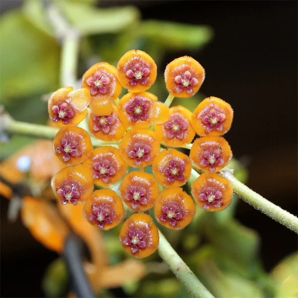 Real Pict Hoya Endauensis Green Rare Plant