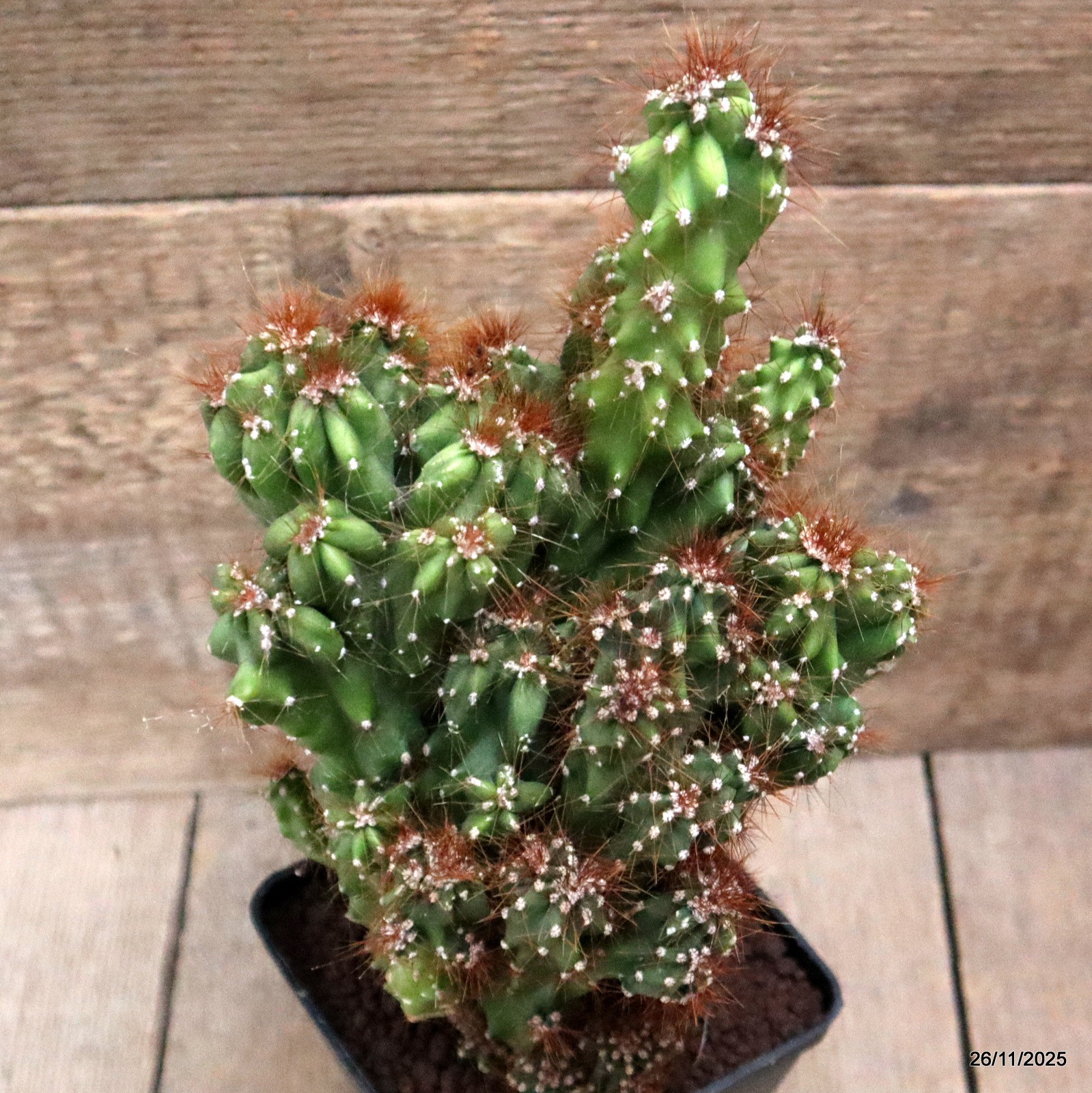 D7534 CEREUS PERUVIANUS MONSTER pot10-H25-W15 cm MaMa Cactus